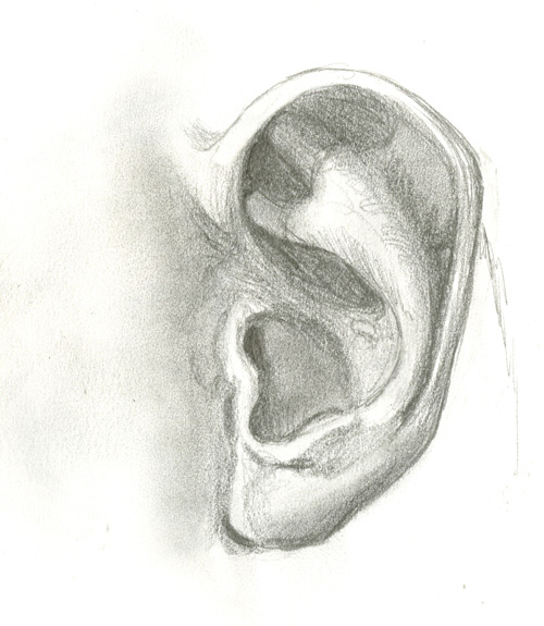 pencil sketch of human ear