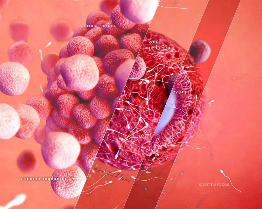 fertilization triptych illustration by michelle davis