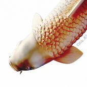 koi zbrush study thumbnail by michelle davis