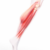 link to leg muscle zbrush study by michelle davis