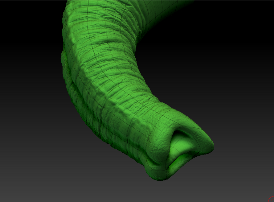 elephant trunk study showing lines