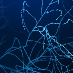 link to pyramidal neuron process