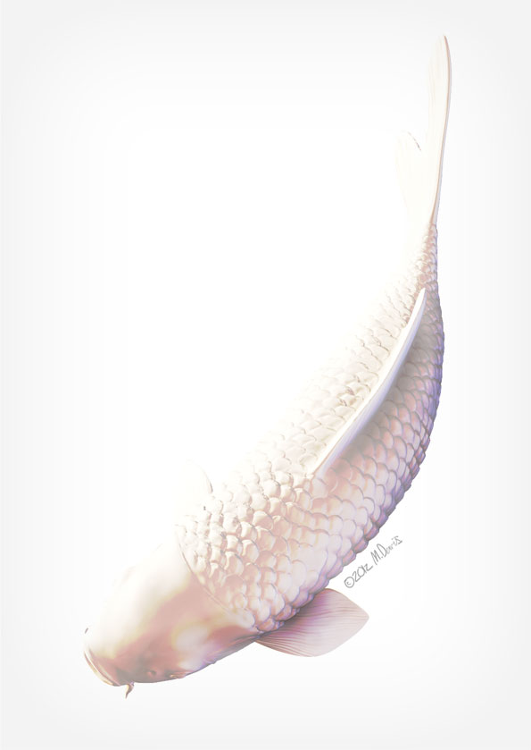 White koi zbrush study by Michelle Davis