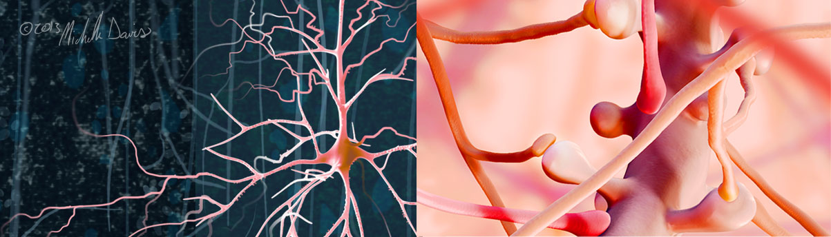 zoom in of Pyramidal Synapse illustration by michelle davis