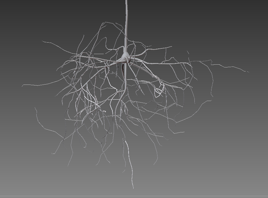image of zbrush basal dendrites